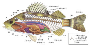 硬骨魚