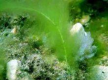 鞭毛藻