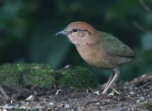 栗頭八色鶇 栗頭八色鶇