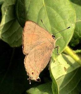 霓紗燕灰蝶 霓紗燕灰蝶