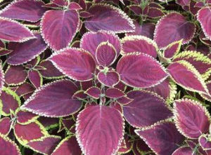 雞冠紫蘇 雞冠紫蘇