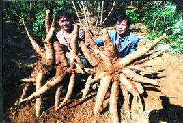 木薯作物 木薯作物