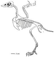 川州孔子鳥骨骼圖