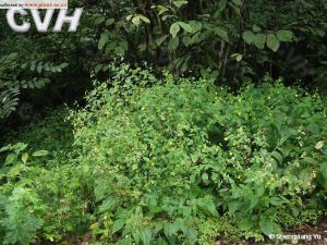 波緣鳳仙花 波緣鳳仙花