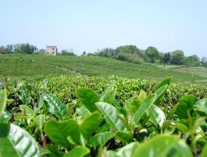 團山寺鎮 團山寺鎮