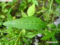 沼生蔊菜 沼生蔊菜