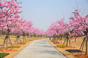 松江櫻花林 松江櫻花林