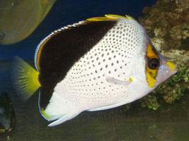丁氏蝴蝶魚 丁氏蝴蝶魚