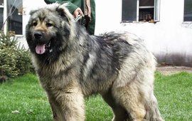 高加索犬 高加索犬