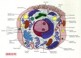 動物細胞