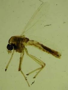 搖蚊幼蟲 搖蚊幼蟲