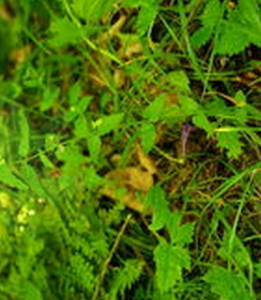 念珠根黃芩 念珠根黃芩