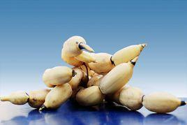 漢壽玉臂藕 漢壽玉臂藕