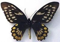 赫利俄斯紅鳥翼鳳蝶（雌蝶）