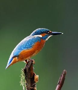 （圖）普通翠鳥