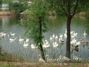 呼倫貝爾鹿鳴山莊
