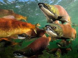 太平洋鮭魚 太平洋鮭魚