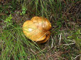 蒙山松菇 蒙山松菇