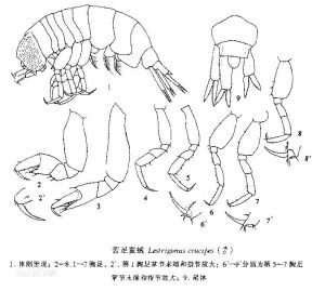 苦足蠻戎 苦足蠻戎