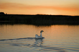 包頭市東壩濕地生態園 包頭市東壩濕地生態園