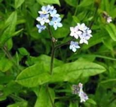 勿忘草屬 勿忘草屬