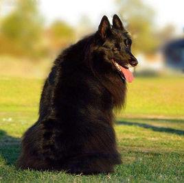 比利時牧羊犬 比利時牧羊犬