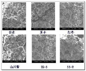 澱粉老化 澱粉老化