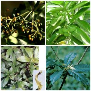 倒披針葉蘿芙木 倒披針葉蘿芙木