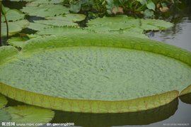 王蓮[睡蓮科王蓮屬植物]