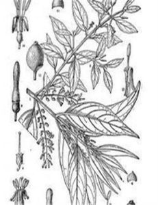 四瓣寄生 四瓣寄生