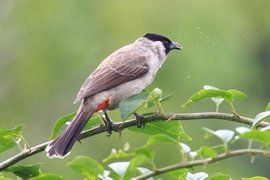 白喉紅臀鵯 白喉紅臀鵯