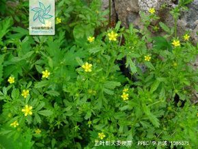 三葉朝天委陵菜 三葉朝天委陵菜