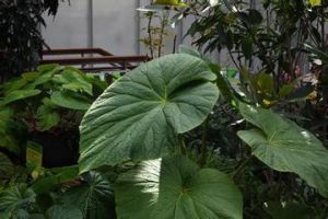 厚壁秋海棠 厚壁秋海棠