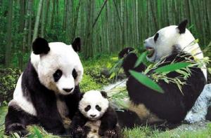 活化石[生物學術語]