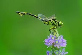 老翁蜻蜓 老翁蜻蜓