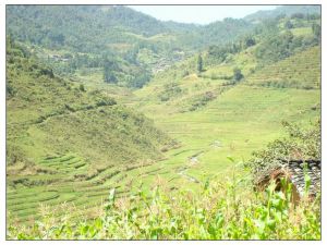 麻家寨自然村 麻家寨自然村