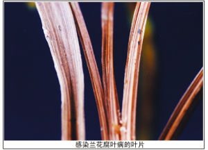 蘭花腐爛病 蘭花腐爛病