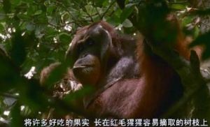 狂野亞洲:赤猿的領地