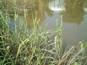 東北甜茅 東北甜茅