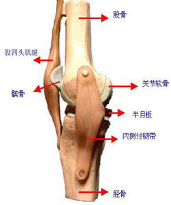膝關節病 膝關節病