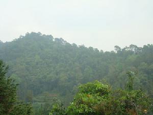 苦竹沖自然村-生態林