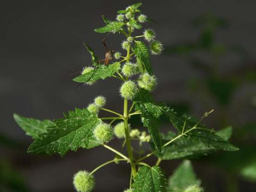 葉基圓形或心形