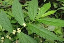 渤生樓梯草 渤生樓梯草