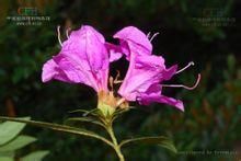 狹葉南邊杜鵑（變種）