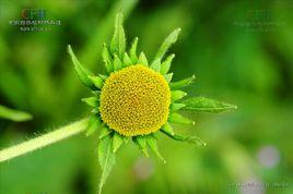 貢布美多露米 貢布美多露米