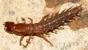 水龜蟲科 水龜蟲科