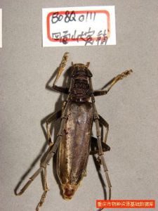 粗脊天牛 粗脊天牛