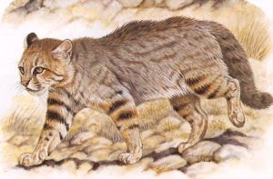 南美草原貓 南美草原貓