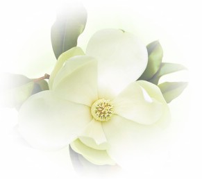 有機護膚，環保美容