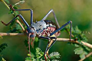 披甲樹螽 披甲樹螽